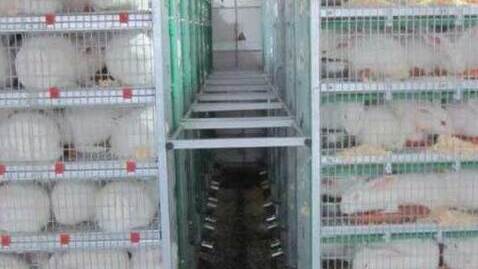 Fusion de HYPHARM et EUROLAP : vers un renforcement de la génétique cunicole française