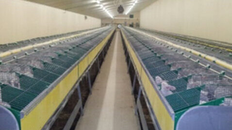 SÉLECTION ET SANTÉ DES LAPINS : UN RÉEL CHALLENGE