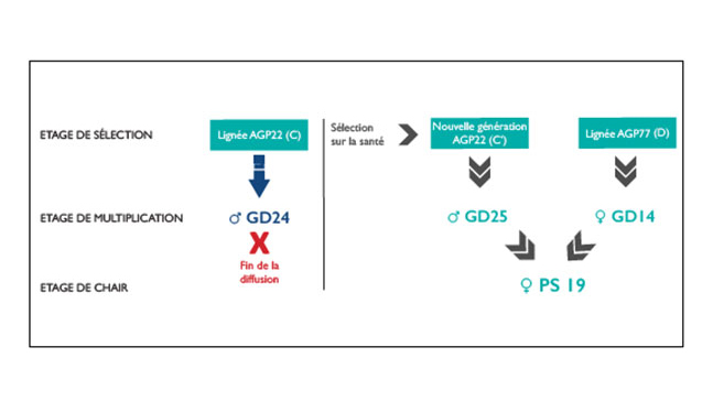 UN NOUVEAU DÉPART POUR LA FEMELLE PS19