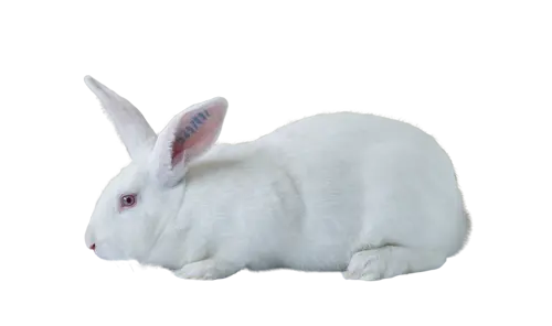 lapin PS Hyplus Optima