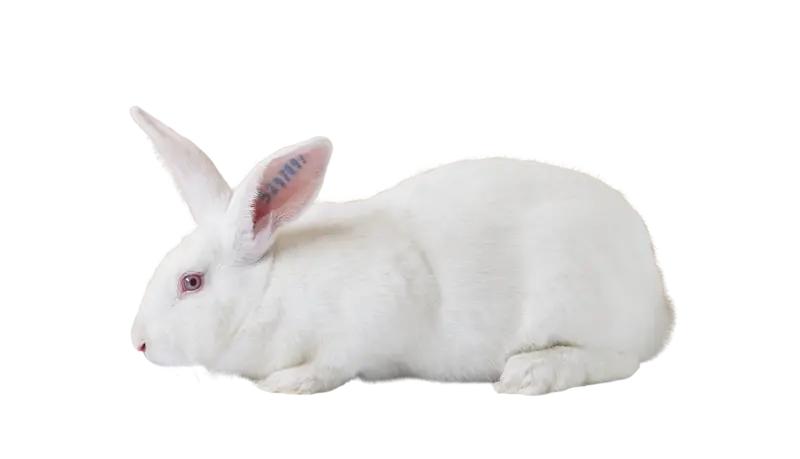 femelle lapin reproductrice Hyplus optima